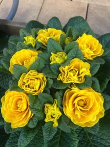 Blumenstudio Merten