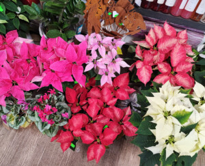 Blumenhaus Christa-24-11-22-bo-5